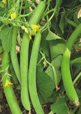 Qualtivate PUA-3A Cucumber Kakdi/Tar Seeds Seed(200 per packet)