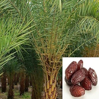 Aywal Date palm/khajur Seed(2 per packet)