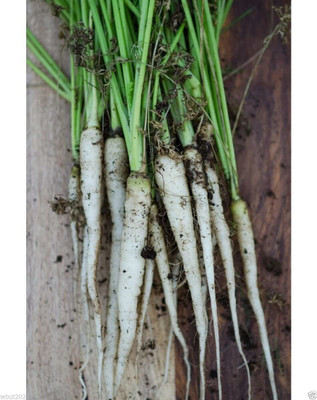 VibeX ® VXI-259 Lunar White Carrot'' Seeds Seed(500 per packet)