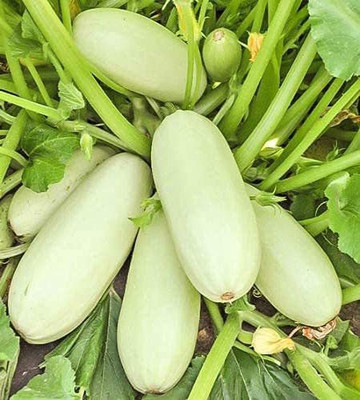 VibeX ® VMR-225 Zucchini Mush Bush White Giant Seed(100 per packet)
