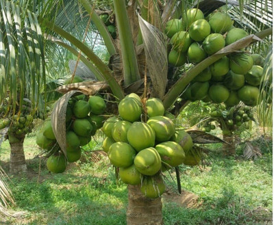 SeedStore Coconut Seed(1 per packet)