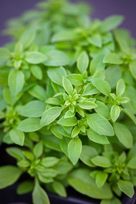 VibeX ® RXI-16 Basil Fino Verde Seed(1000 per packet)