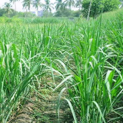 Pbevergreen Original Cow Grass Seed(4000 per packet)
