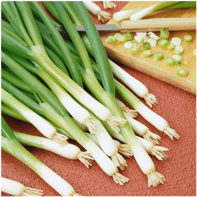Qualtivate HYB-4A Evergreen White Bunching Onion Seeds Seed(500 per packet)