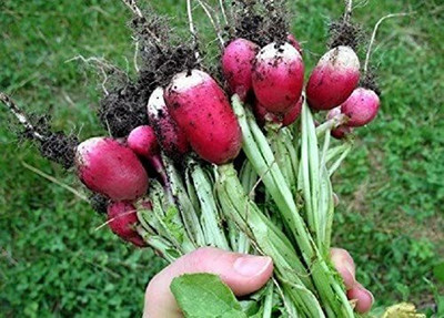 CYBEXIS Radish seeds heirloom 600 Seeds Seed(600 per packet)