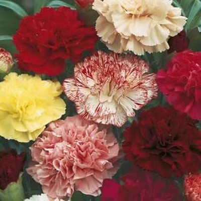 Aywal Carnation Flower Seed(10 per packet)