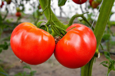 Kofy tomato Seed(90 per packet)