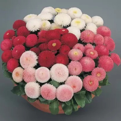 Aro Daisy Seed(100 per packet)