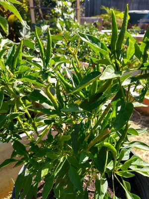 Quentova Thai Chilli - Green Seeds-2W-KTL Seed(200 per packet)