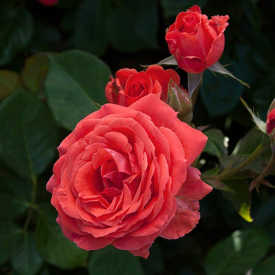 CYBEXIS XLR-40 - Climbing Rose Red - (100 Seeds) Seed(100 per packet)