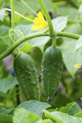 CYBEXIS Russian Variety Cucumber Seeds 500 Seeds Seed(500 per packet)