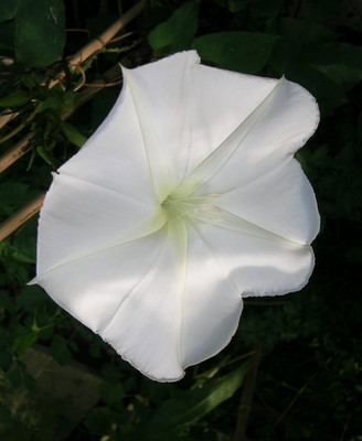ZIXA Ipomoea Alba Seed(10 per packet)