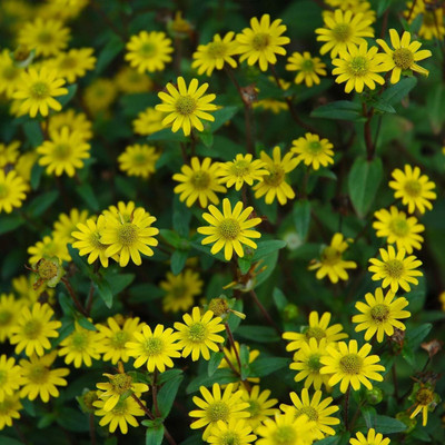 CRGO SUNFLOWER , SURAJMUKHI Seed(30 per packet)