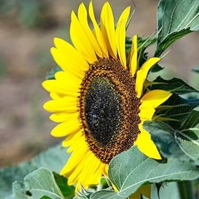 Greenfall Giant Hybrid Sunflower Seeds for All Season Gardening - 20 Seeds Seed(20 per packet)