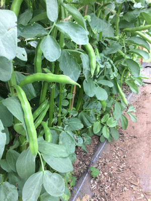 Avysa Organic Bakla/Broad Beans Vegetable Seed(40 per packet)