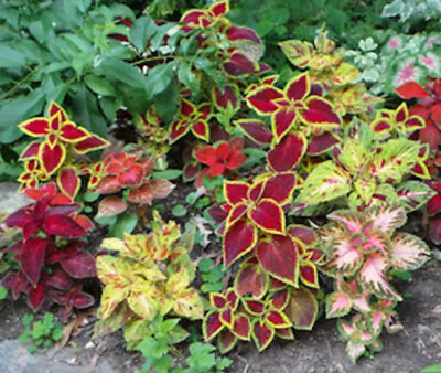 MYAT Coleus Rainbox Mix - Exotic Houseplant Seed(80 per packet)