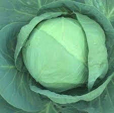 Hybrid Galaxy Fresh VNR green Cabbage (Patta gobhi) Vegetable Hybrid Quality Seed(100 per packet)