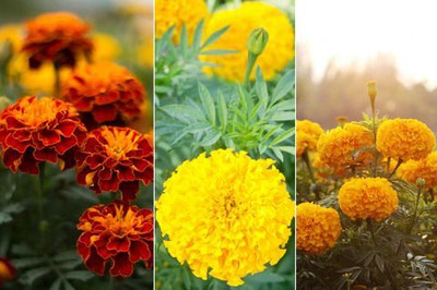 DEYS AGRO ™ marigold flower seeds for home gardening|mix hybrid flower Seed(77 per packet)