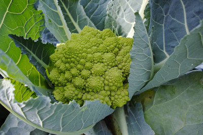 VERDOR white cauliflower,gobhee seeds Seed(35 per packet)