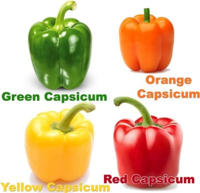 ALPINE HYBRID SEEDS Hybrid seeds Green,Orange,Yellow and Red Capsicum seeds, for home gardening Seed(30 per packet)