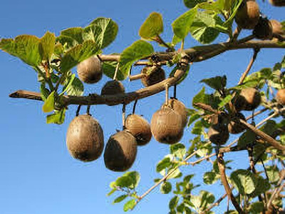 XOLDAA KIWI HYBRID F1 QUALITY FRUIT Seed(64 per packet)