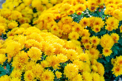 Agusta marigold/gende ka phool flower seeds Seed(75 per packet)