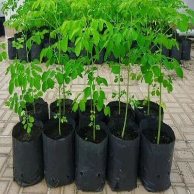 CYBEXIS ATS-67 - Moringa Oleifera Drumsticks PKM Rama 116 - (1350 Seeds) Seed(1350 per packet)
