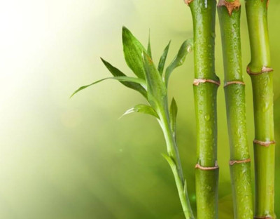 BDSresolve Bamboo seeds PACK OF 127 Seed(127 per packet)