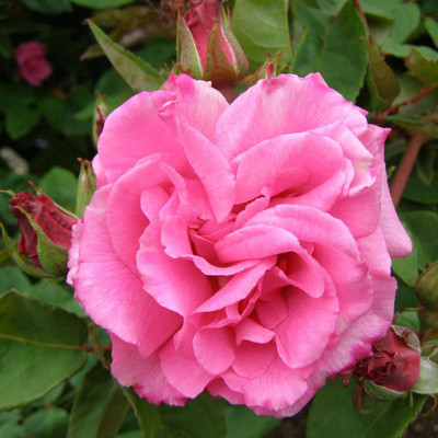 CYBEXIS TLX-92 - Pink Climbing Rose - (100 Seeds) Seed(100 per packet)