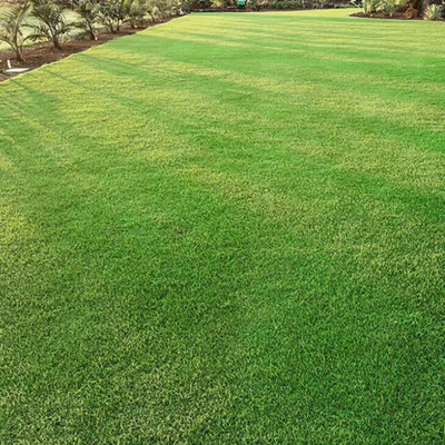 SREE Lawn Grass Seed, Maxican Grass For Garden & Playground, Grass Seed(15000 per packet)