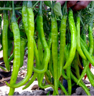 DEYS AGRO ™ long chilli seeds,high yield Seed(310 per packet)