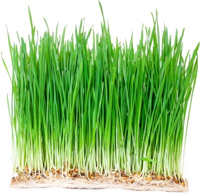 Aywal Wheat Grass, Cat Grass, Sweet Oat Grass, Triticum Aestivum Seed(150 per packet)