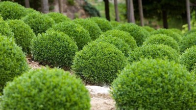 Qualtivate NBIR-2 Winter Gem Boxwood Seed(200 per packet)