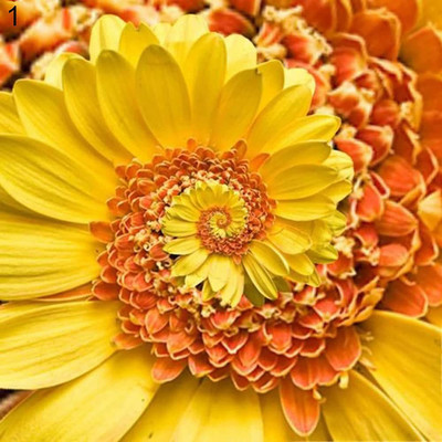 CYBEXIS LXI-39 - Hybrid Yellow Chrysanthemum - (90 Seeds) Seed(90 per packet)
