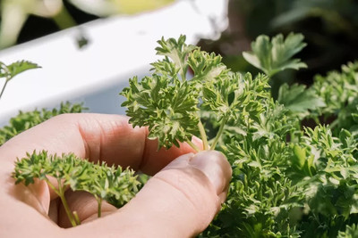 SOWCAN (Curled Leaf) Forest Green Parsley Seed(100 per packet)