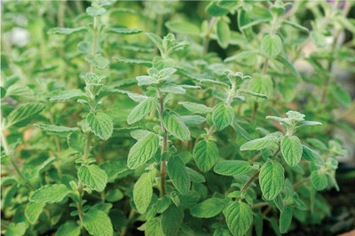 CYBEXIS KGF -71 - Oregano - Italian- - (1350 Seeds) Seed(1350 per packet)