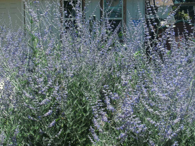 Qualtivate XXX-3A Russian Sage Seeds Seed(100 per packet)