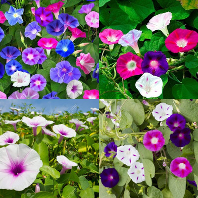 ibains Multi color morning glory seeds 32 Seed(32 per packet)