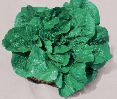 Qualtivate ICRA-7A Parris Island Cos Lettuce Seeds Seed(300 per packet)