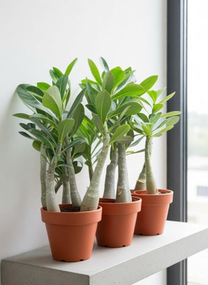 SOFTYGARDEN ADENIUM PLANTS Seed(1 per packet)