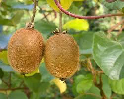 XOLDAA f1 quality hybrid kiwi fruit Seed(45 per packet)
