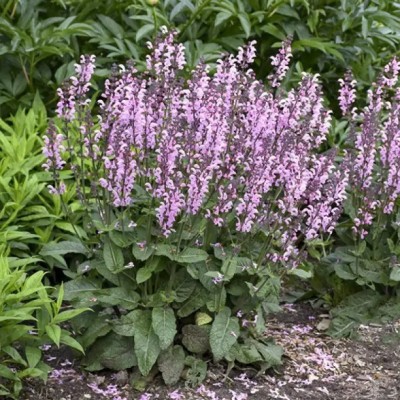 MAA Salvia Seed(145 per packet)