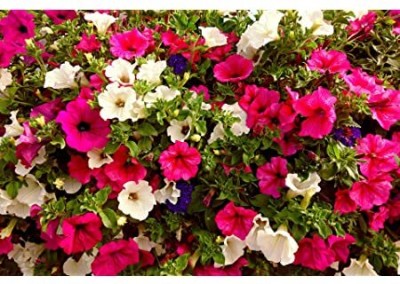 XOLDA Exotic petunia Seed(34 per packet)