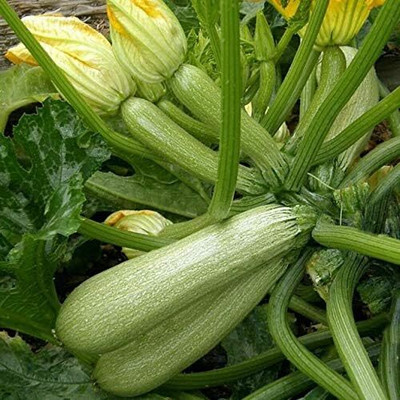 Qualtivate XXX-9A Zucchini Courgette Squash Seeds Seed(30 per packet)