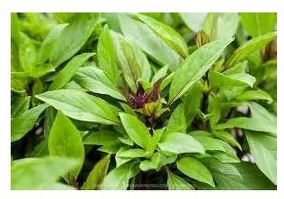 Qualtivate KGF -11 Ocimum bascilicum Basil 'Queenette' Seed(1000 per packet)