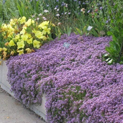 Qualtivate PUAS-4A Ground Cover Creeping Thyme Seeds Seed(50 per packet)