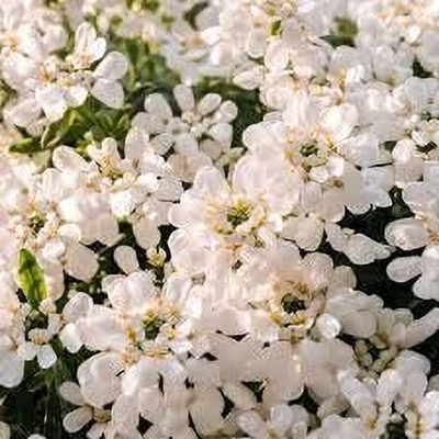 Aywal umbellata Dwarf Fairy Mix - Candytuft Seed(80 per packet)