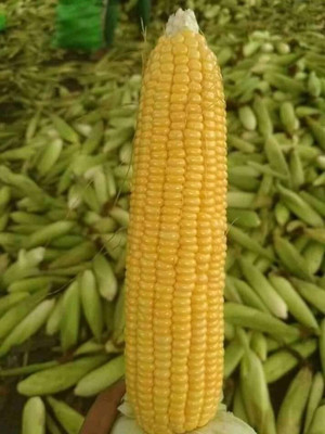 WILLVINE ROX -XII Ambrosia Hybrid Corn-[50g] Seed(200 per packet)