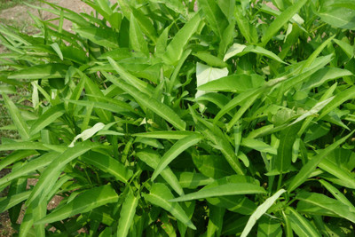 abiswas Water Spinach Seed(4200 per packet)