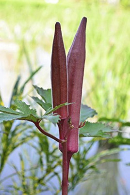 KANAYA Red Bhindi Seed(110 per packet)